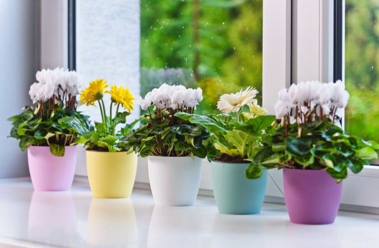 Online Blumentöpfe amp; Pflanzkübel kaufen – Tipps für große Pflanzen im Außenbereich